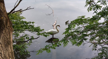 11-05-2024-Raciborz-Lezczok-Arboretum-Zamek-Piastowski-w-Raciborzu-fot.-Joanna-Nowak-Sobota-12