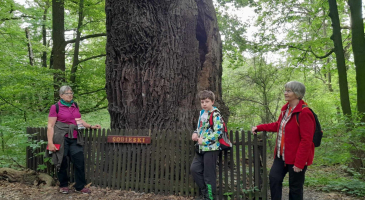 11-05-2024-Raciborz-Lezczok-Arboretum-Zamek-Piastowski-w-Raciborzu-fot.-Leszek-Czarnota-11