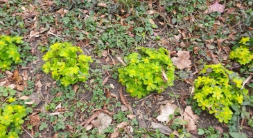 21.03.2026-Cieszyn-Eugenia-Skorzysko1