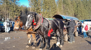 22.02.2025-r.-Istebna-Kulig-Halniakowy-Dwor-fot.-Leszek-Czarnota-33