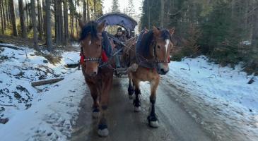 22.02.2025-r.-Istebna-Kulig-Halniakowy-Dwor-fot.-Leszek-Czarnota-38