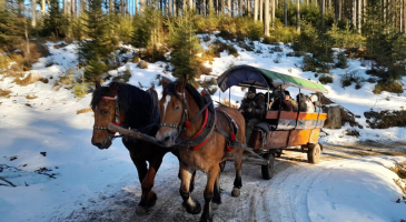22.02.2025-r.-Istebna-Kulig-Halniakowy-Dwor-fot.-Leszek-Czarnota-47