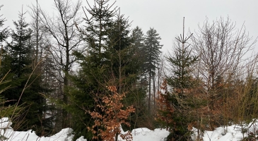 24.01.2026-Skrzyczne-KGP-Beskid-Slaski-Aleksandra-Taraszka-9