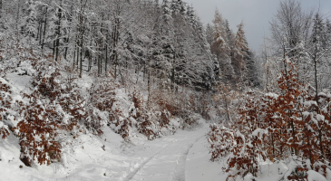 30-11-2024-r-Skrzyczne-fot.-Leszek-Czarnota-2